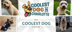 Coolest Dog in Charlotte 2024 Poster